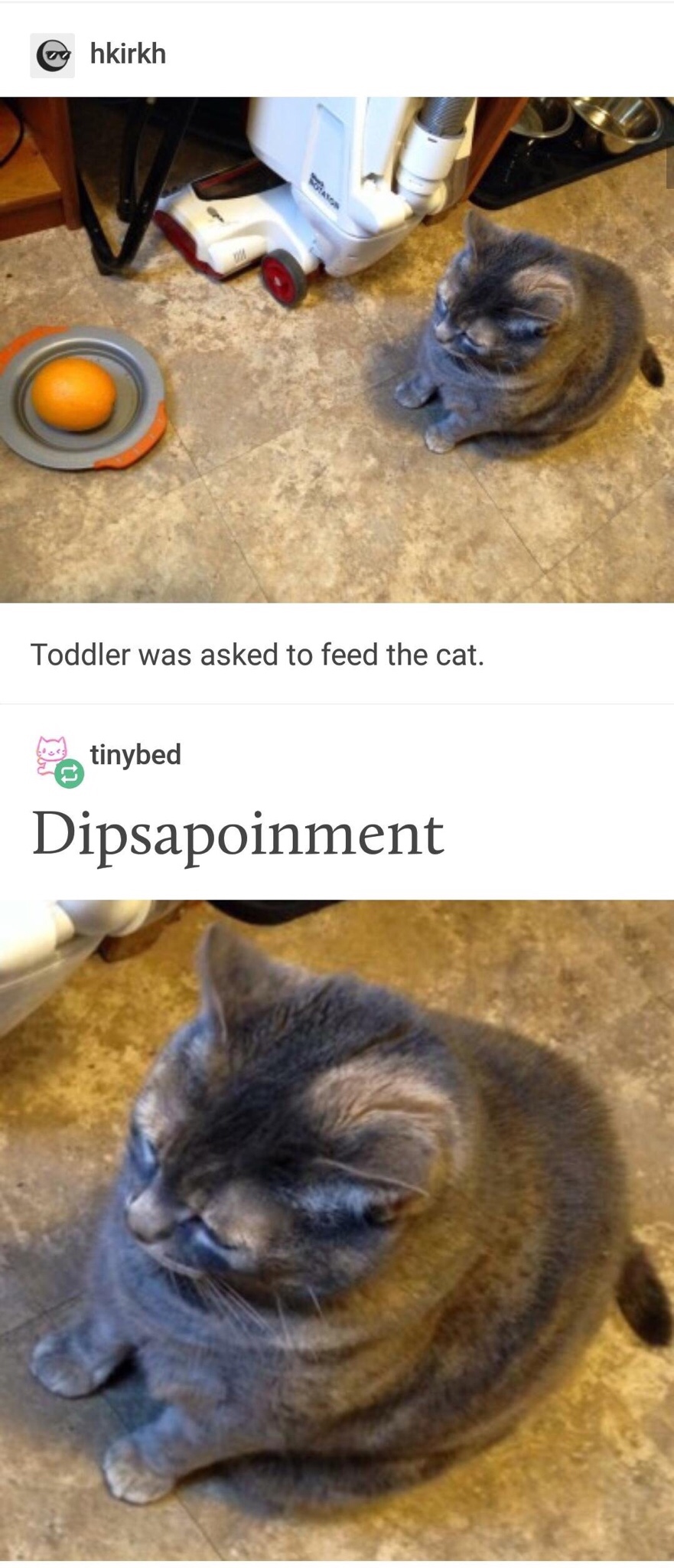 Feed the cat.jpg